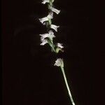 Spiranthes tuberosa