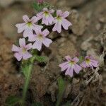 Erinus alpinus Fleur