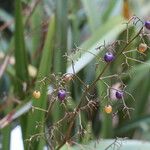 Dianella caerulea Fruto