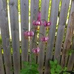 Lilium martagon Cvet