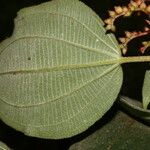 Miconia granatensis Leaf