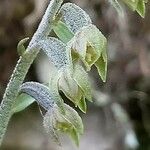 Epipactis microphylla Floare