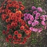 Chrysanthemum × morifolium Blüte