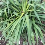 Yucca filamentosa 葉
