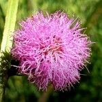 Mimosa quadrivalvis Flower
