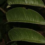 Zanthoxylum ekmanii Φύλλο