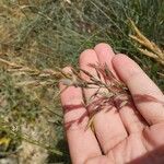 Festuca rubra Цвят