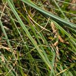 Carex arenaria 整株植物