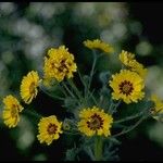 Madia elegans Flower