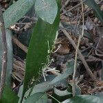 Sansevieria senegambica Hábito