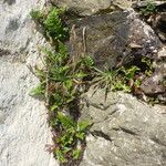 Asplenium marinum Leaf