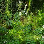 Galega officinalis Fruto