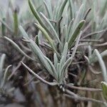 Lavandula latifolia Leaf