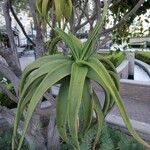 Aloe thraskii Hostoa