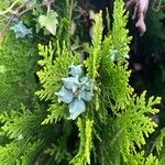 Platycladus orientalisFruit