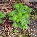 Aconitum lycoctonumLiść