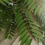 Ailanthus altissima Liść