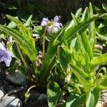 Viola sagittata Habit