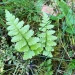 Dryopteris cristataBlad