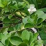 Brunfelsia americana Bloem