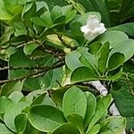 Brunfelsia americana Floro