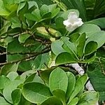 Brunfelsia americana फूल