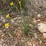 Narcissus assoanus Habit