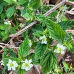 Lippia javanica Fuelha