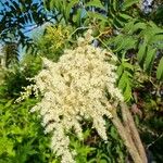 Sorbaria kirilowii Flower