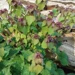 Lamium purpureum Deilen