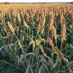 Sorghum bicolor برگ