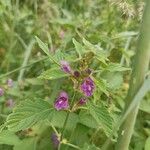 Galeopsis pubescensFlower