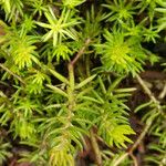 Petrosedum forsterianum Hoja