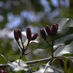 Syzygium aromaticum Fruit