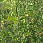 Chenopodium strictum برگ