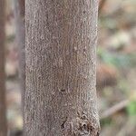 Callicarpa bodinieri Bark