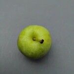 Malus sylvestris फल