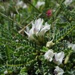 Astragalus genargenteus Virág
