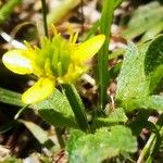 Ranunculus muricatus 花