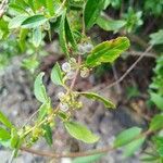 Rubia fruticosa Hoja