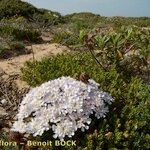 Iberis procumbens Libunga