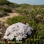 Iberis procumbens Habitat