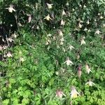 Aquilegia buergeriana