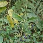 Gaertnera paniculata Fruit