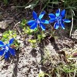 Gentiana sierrae Flower
