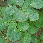 Cotinus coggygriaഇല