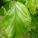 Parrotia subaequalis Hoja