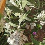 Buddleja salviifolia Лист