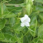 Asystasia intrusa Flower