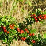 Pyracantha koidzumii Frucht